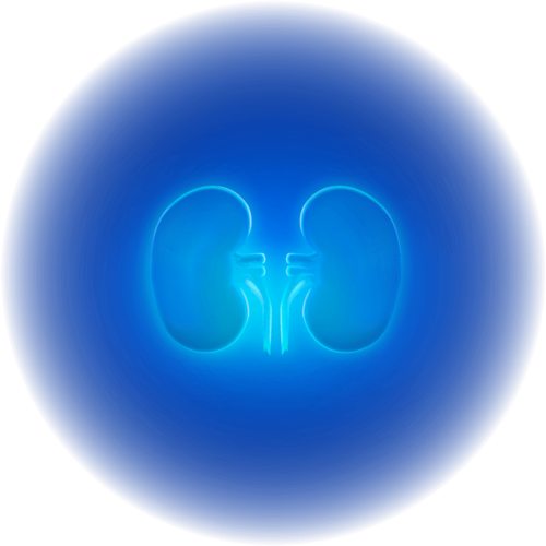 Kidneys
