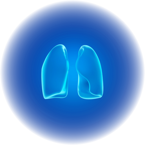 Lungs