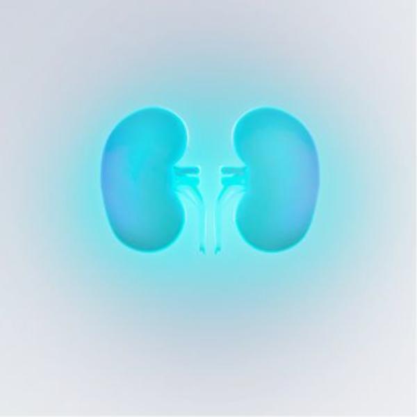 Kidneys link